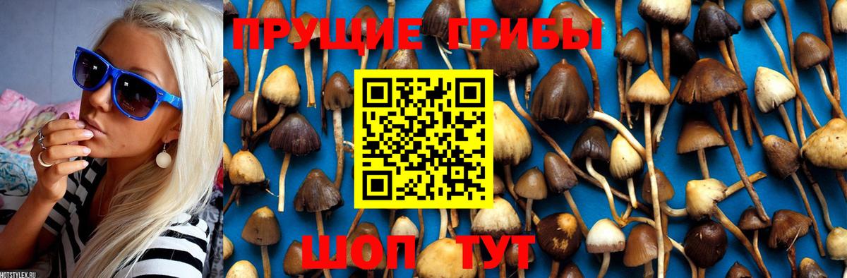 Псилоцибиновые грибы мицелий Лабинск